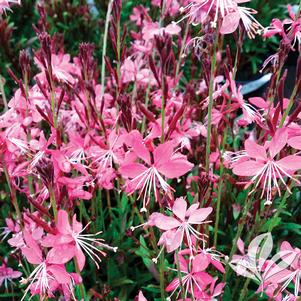 Gaura lindheimeri 'Whiskers Deep Rose' 