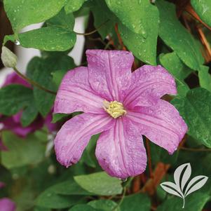 Clematis 'Comtesse De Bouchard' 