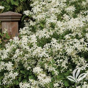 Clematis paniculata 