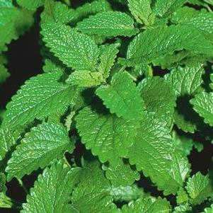 Melissa officinalis 