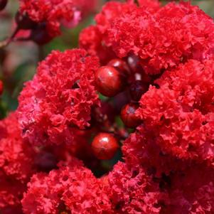 Lagerstroemia 'PIILAG-VI' 