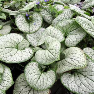Brunnera macrophylla 'Silver Heart' 