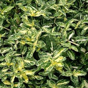Euonymus fortunei 'Golden Harlequin' 
