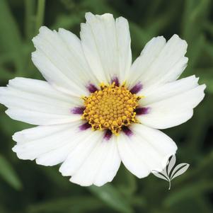 Coreopsis 'Star Cluster' 