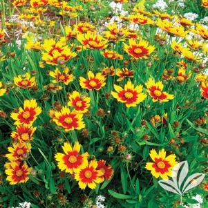 Coreopsis 'Daybreak' 