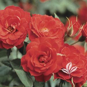 Rosa 'Meiferjac' 
