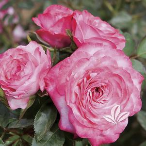 Rosa 'Meifovett' 