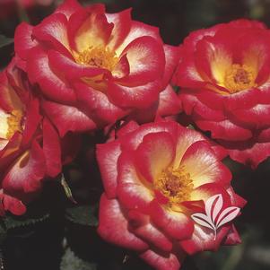 Rosa 'Meibarke' 