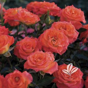 Rosa 'Meidarin' 