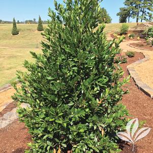 Prunus caroliniana 'Greevbrite' 