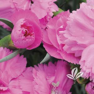 Dianthus 'Devon PP11' 