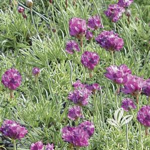 Armeria maritima 'Nifty Thrifty' 