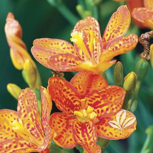 Belamcanda chinensis 'Freckle Face' 