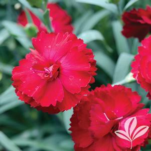 Dianthus 'WP08 MAR05' 