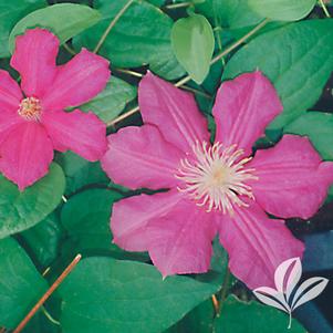 Clematis 'Ernest Markham' 