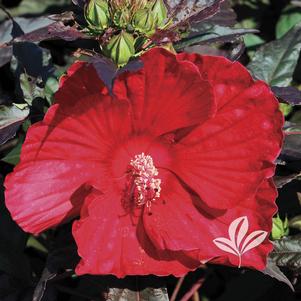 Hibiscus 'Midnight Marvel' 