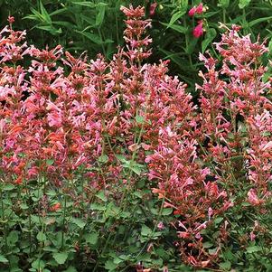 Agastache 'Kudos Ambrosia' 