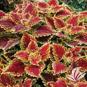 Coleus 'UF-12-87-9' 