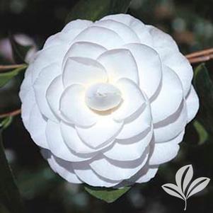 Camellia japonica 'Sea Foam' 