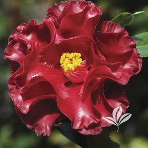 Camellia japonica 'Black Magic' 