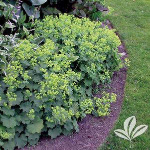 Alchemilla mollis 'Thriller' 