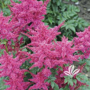 Astilbe 'Verscarmine' 