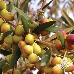 Olea europea 'Arbequina' 