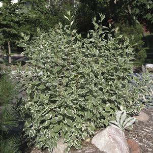 Cornus alba 'Argenteo-marginata' 