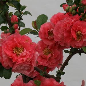 Chaenomeles speciosa 'Pink Storm' 