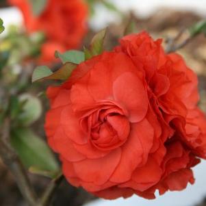 Chaenomeles speciosa 'Orange Storm' 