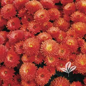 Chrysanthemum 'Beverly Bronze' 