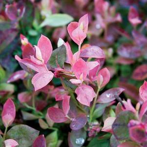 Vaccinium 'ZF06-079' 