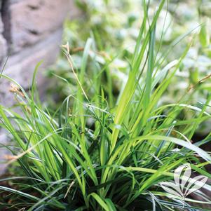 Carex oshimensis 'Everdi' 