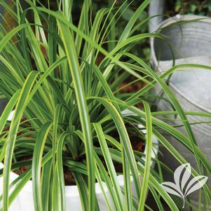 Carex oshimensis 'Everlime' 