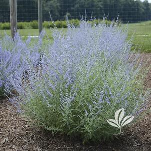 Perovskia atriplicifolia 'Novaperlac' 