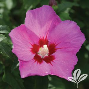 Hibiscus syriacus 'SHIMRV24' 