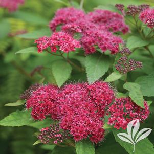 Spiraea japonica 'SMNSJMFR' 