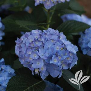 Hydrangea macrophylla 'SMHMTAU' 