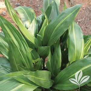 Aspidistra elatior 'Akebono' 