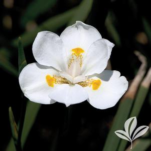 Dietes iridiodes 'Orange Drop' 