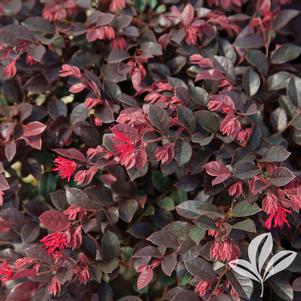 Loropetalum chinense var. rubrum 'PIILC-III' 