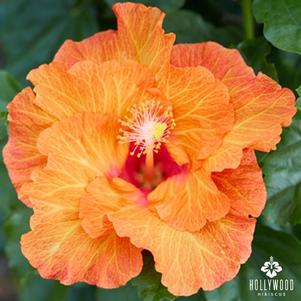 Hibiscus rosa-sinensis 'Best Friend' 