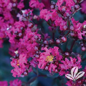 Lagerstroemia indica '11 Li' 