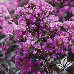 Lagerstroemia indica '18 Li' 