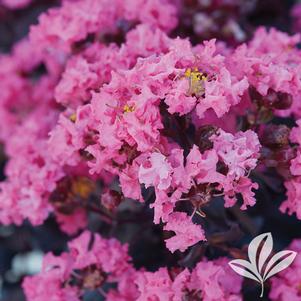 Lagerstroemia indica '1 Li' 