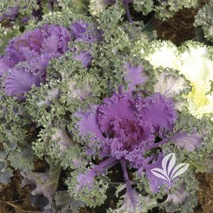 Brassica oleracea 'Nagoya' 