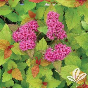 Spiraea japonica 'Grelighthrt' 