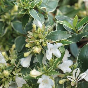 Abelia x grandiflora 'Wevo1' 