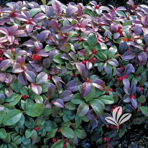 Gaultheria procumbens 