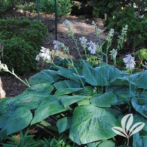 Hosta 'Jurassic Park' 